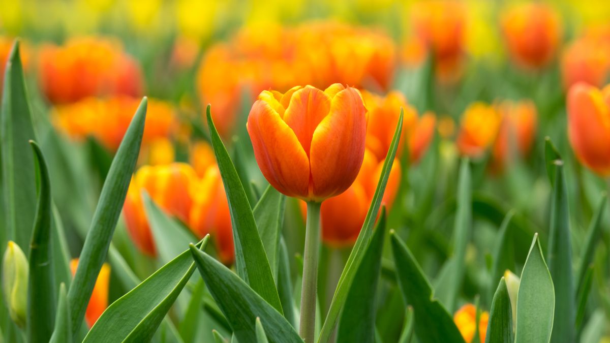 Publicacion - flower-meanings-orange-tulip-1671510677.jpg