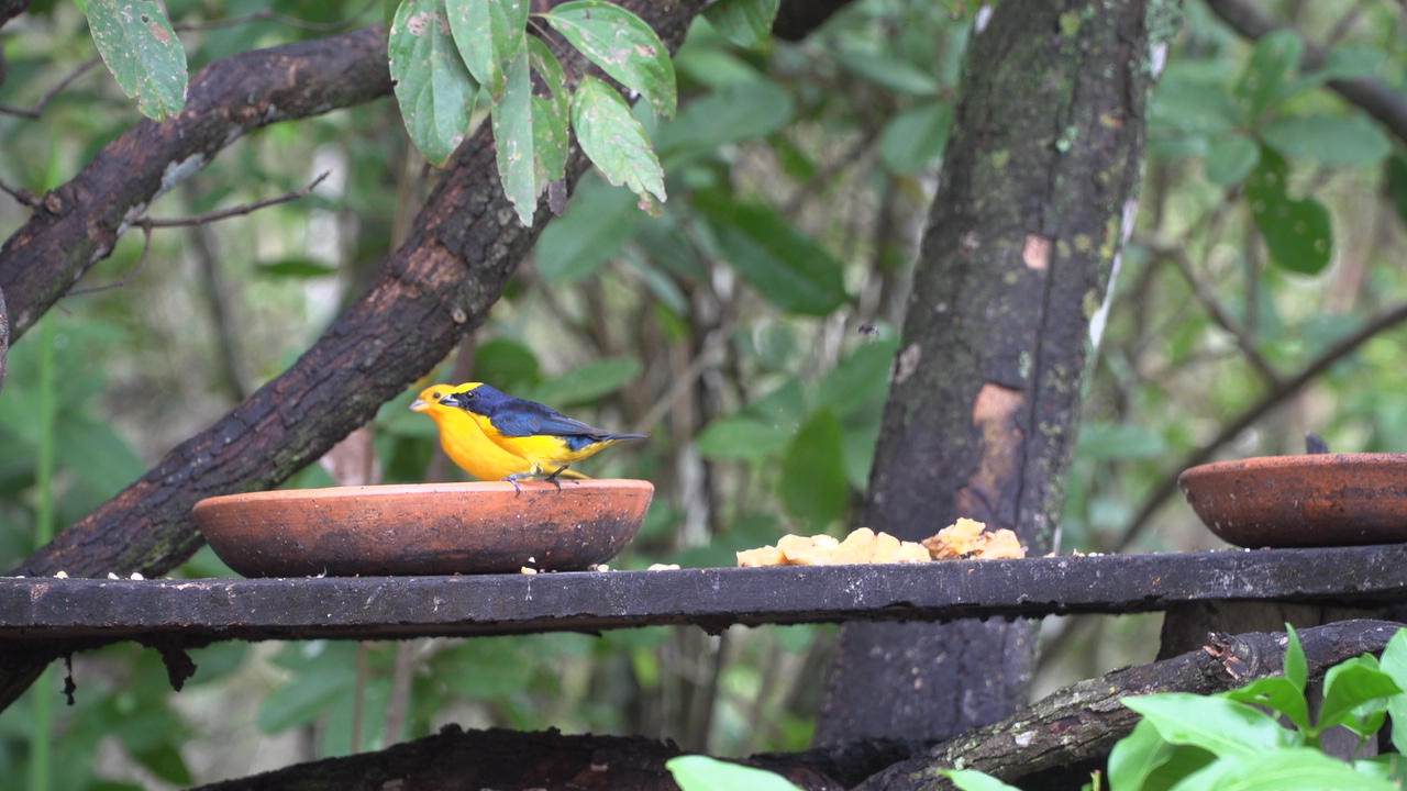 Publicacion - Clip0015T01.JPG