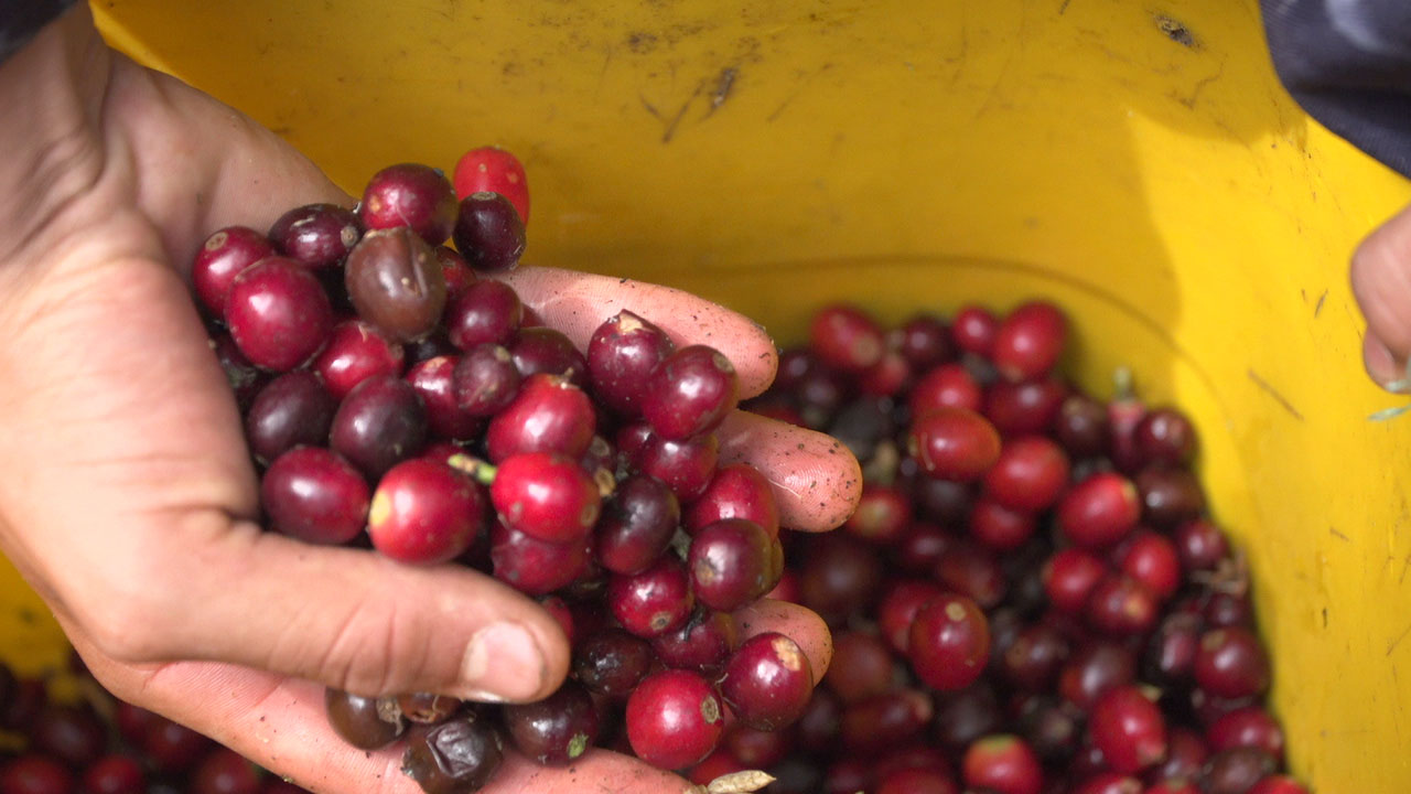 Publicacion - granos de cafe.jpg