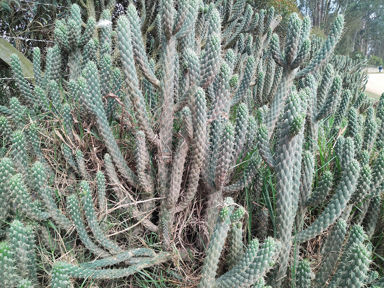 Cactus representativo del ecosistema desértico