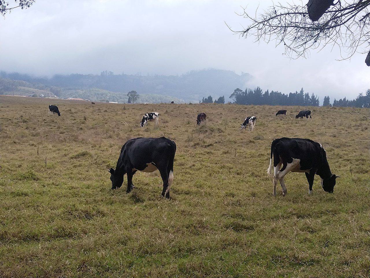 Vacas lecheras en Bojaca