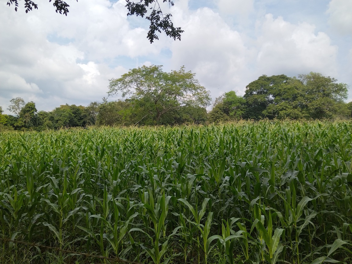 Cultivos en Agua de Dios