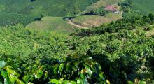 Terreno apto para el cultivo de café en Colombia.