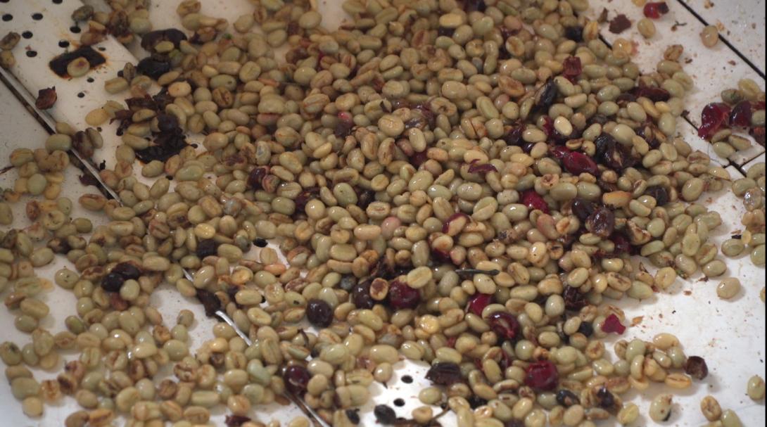 Granos de café lavados