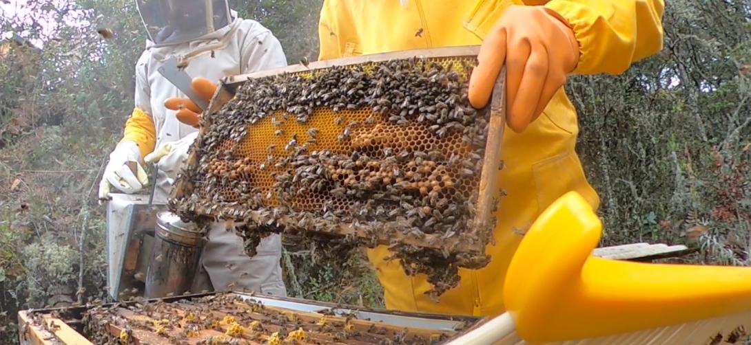Colmena y cuadros de miel con abejas en el fondo un instructor Tierrabuena y dos participantes