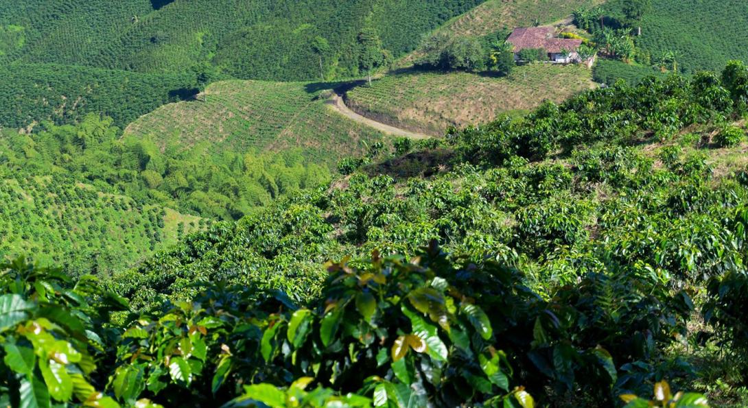 Terreno apto para el cultivo de café en Colombia.